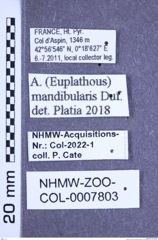 Etiketten zu Athous mandibularis (Dufour, 1843) (NHMW-ZOO-COL-0007803)